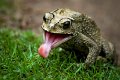 37 - Toad tongue - VAN DEN BERG ANNEMARIE - the netherlands